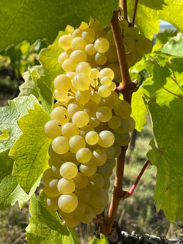 Walk & Wine Dűlőtúra