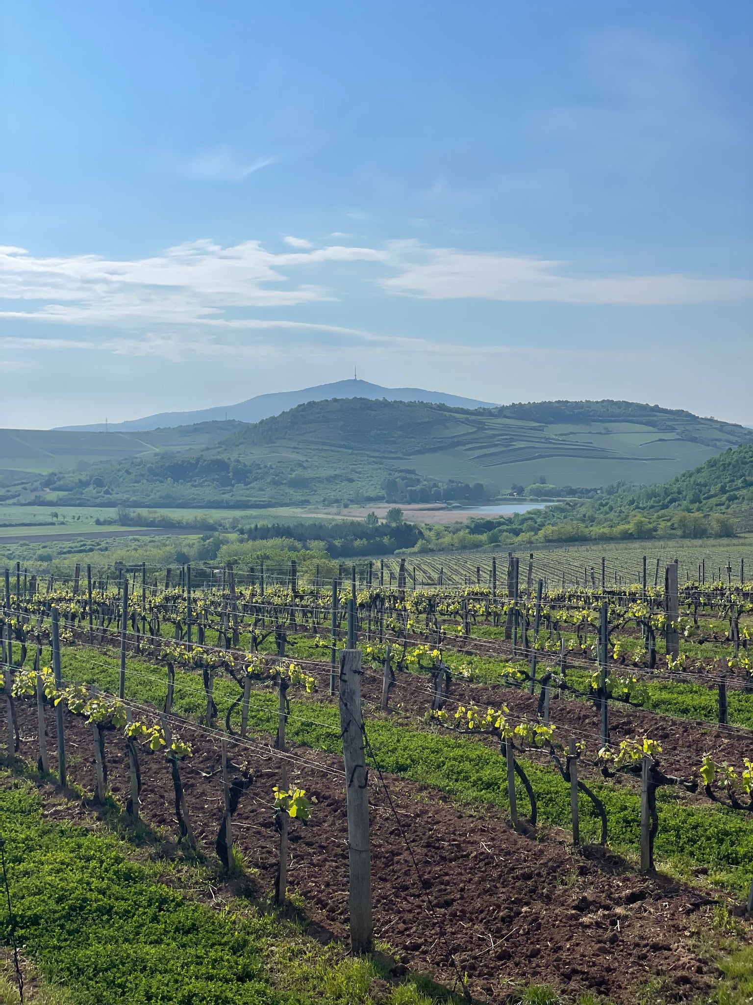 Walk & Wine Dűlőtúra